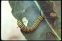 : Danaus gilippus ssp. strigosus; Striated Monarch Butterfly