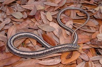 : Ophisaurus attenuatus; Slender Glass Lizard