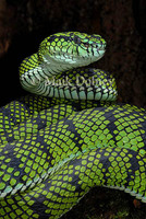 : Trimeresurus sumatranus; Sumatra Palm Viper