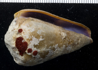 : Conus lividus