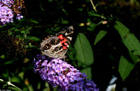 : Vanessa virginiensis; American Painted Lady