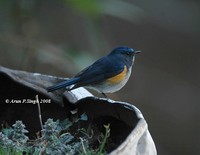 Orange-flanked Bush Robin » Tarsiger cyanurus