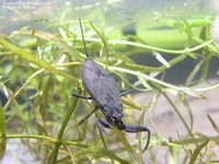 Skorpiontæge (Nepa cinerea) Foto/billede af