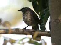 ヤモンヤブチメドリ Arrow-marked Babbler Turdoides jardineli
