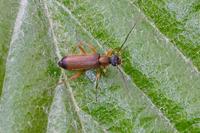 Grammoptera ustulata