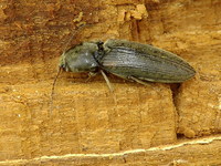 Dicronychus cinereus