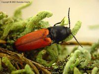 Ampedus praeustus