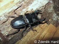 Aegus parallelus