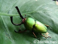 Lamprima adolphinae