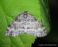 Lobophora halterata - Seraphim