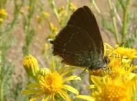 Satyrium esculi - False Ilex Hairstreak