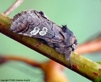 Diloba caeruleocephala - Figure of Eight