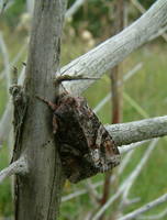 Lacanobia contigua - Beautiful Brocade