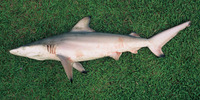 Carcharhinus limbatus, Blacktip shark: fisheries, gamefish