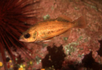 Sebastes emphaeus, Puget Sound rockfish: aquarium, bait