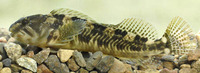 Salaria fluviatilis, Freshwater blenny: aquarium