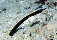 Rhinomuraena quaesita, Ribbon moray: aquarium