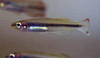 Bedotia geayi, Red-Tailed Silverside: aquarium