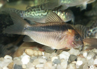 Corydoras rabauti, Rust corydoras: aquarium