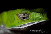 White-lined Monkey Frog - Phyllomedusa vaillante