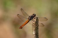 Libellula herculea