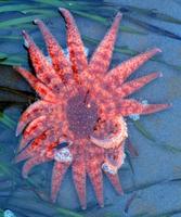 Pycnopodia helianthoides - Sunflower star