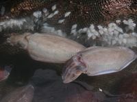 Sepiida