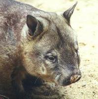 Image of: Lasiorhinus latifrons (southern hairy-nosed wombat)