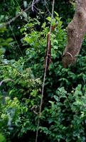 Image of: Manis tetradactyla (long-tailed pangolin)