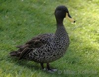 Anas undulata - Yellow-billed Duck