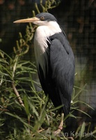 Ardea picata - Pied Heron