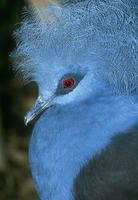 Goura cristata - Western Crowned-Pigeon