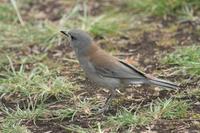 Colluricincla harmonica - Grey Shrike-thrush