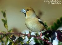 Coccothraustes coccothraustes - Hawfinch