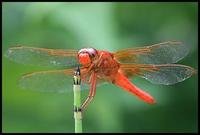 Image of: Libellula croceipennis