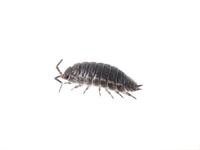 Image of: Isopoda (pillbugs and sowbugs)