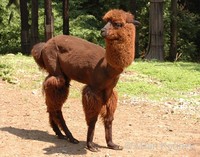 Lama guanicoe f. pacos - Alpaca