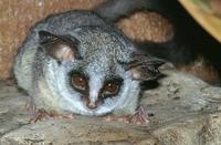 Galago senegalensis - Senegal Galago