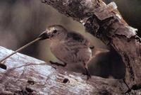 Image of: Camarhynchus pallidus (woodpecker finch)