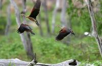 Image of: Dendrocygna javanica (lesser whistling-duck)