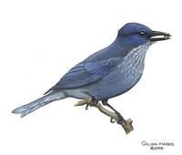 Image of: Gymnorhinus cyanocephalus (pinyon jay)