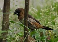 Image of: Lonchura striata (white-rumped munia)