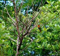 Image of: Merops bulocki (red-throated bee-eater)