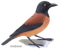 Image of: Pitohui kirhocephalus (variable pitohui)