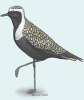 Image of: Pluvialis dominica (American golden plover)