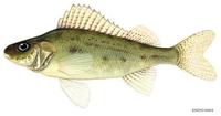 Image of: Gymnocephalus cernuus (blacktail)