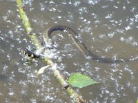 Natrix natrix - Grass Snake