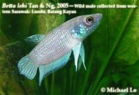 betta lehi,from Sarawak.
