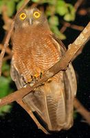 Moluccan Boobook - Ninox squamipila