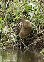 Watercock - Gallicrex cinerea